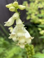 Digitalis lutea