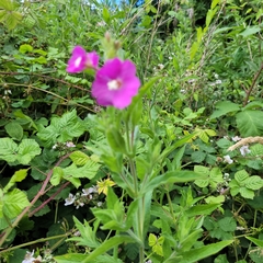 Epilobium hirsutum