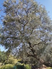 Olea europaea cuspidata