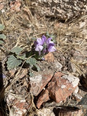 Scutellaria grandiflora