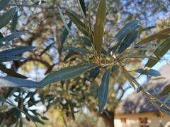 Olea europaea cuspidata