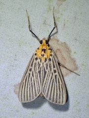 Tyspanodes exathesalis