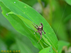 Portia labiata