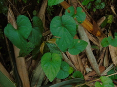 Viola pilosa