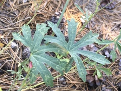 Sidalcea glaucescens