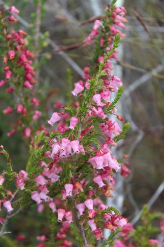 Image of Erica glomiflora by (c) kevin koen, some rights reserved (CC BY-SA)