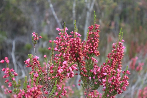 Image of Erica glomiflora by (c) kevin koen, some rights reserved (CC BY-SA)