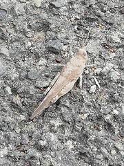 Sphingonotus caerulans