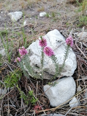 Amphithalea ericifolia