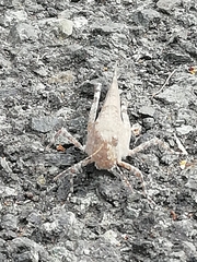 Sphingonotus caerulans