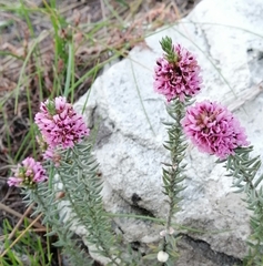 Amphithalea ericifolia