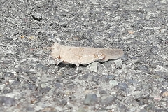 Sphingonotus caerulans