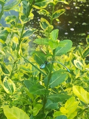 Platycnemis pennipes