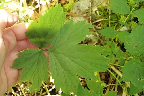 Raudonoji žiognagė nuotrauka