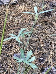 Sidalcea glaucescens
