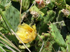 Opuntia macrarthra