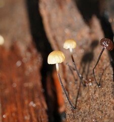Marasmius alveolaris