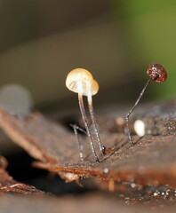 Marasmius alveolaris