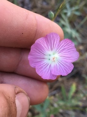 Sidalcea glaucescens