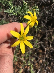 Osteospermum spinosum