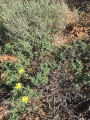Osteospermum spinosum