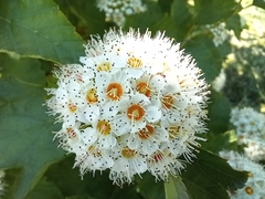 Physocarpus opulifolius