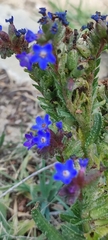 Anchusa calcarea