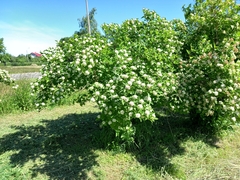 Physocarpus opulifolius