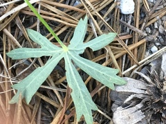 Sidalcea glaucescens