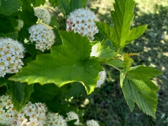 Physocarpus opulifolius
