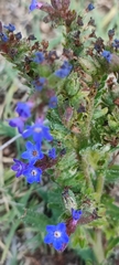 Anchusa calcarea