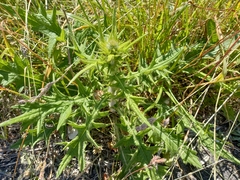Cirsium vulgare