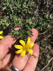 Osteospermum spinosum