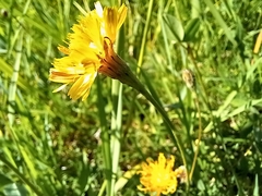 Scorzoneroides autumnalis