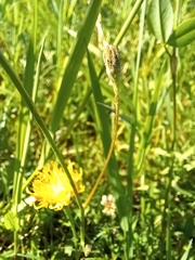 Scorzoneroides autumnalis