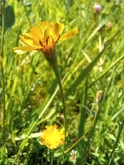 Scorzoneroides autumnalis