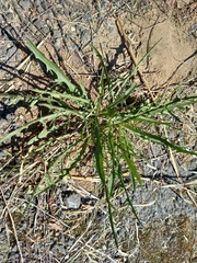 Scorzoneroides autumnalis