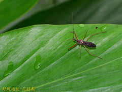 Epidaus sexspinus