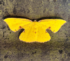 Corymica spatiosa