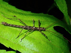 Dinophasma ruficorne