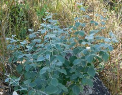 Rhynchosia komatiensis