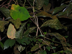 Ahaetulla