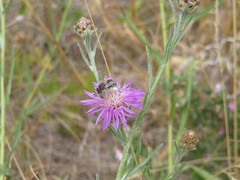 Anthophora bimaculata