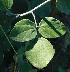 Rhynchosia komatiensis