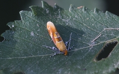 Epicallima formosella