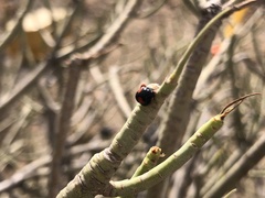 Chilocorus canariensis