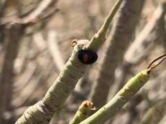 Chilocorus canariensis