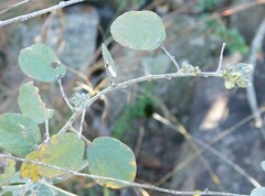 Rhynchosia komatiensis