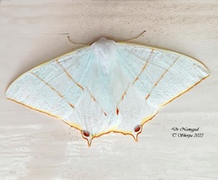 Ourapteryx margaritata