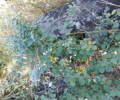 Rhynchosia komatiensis